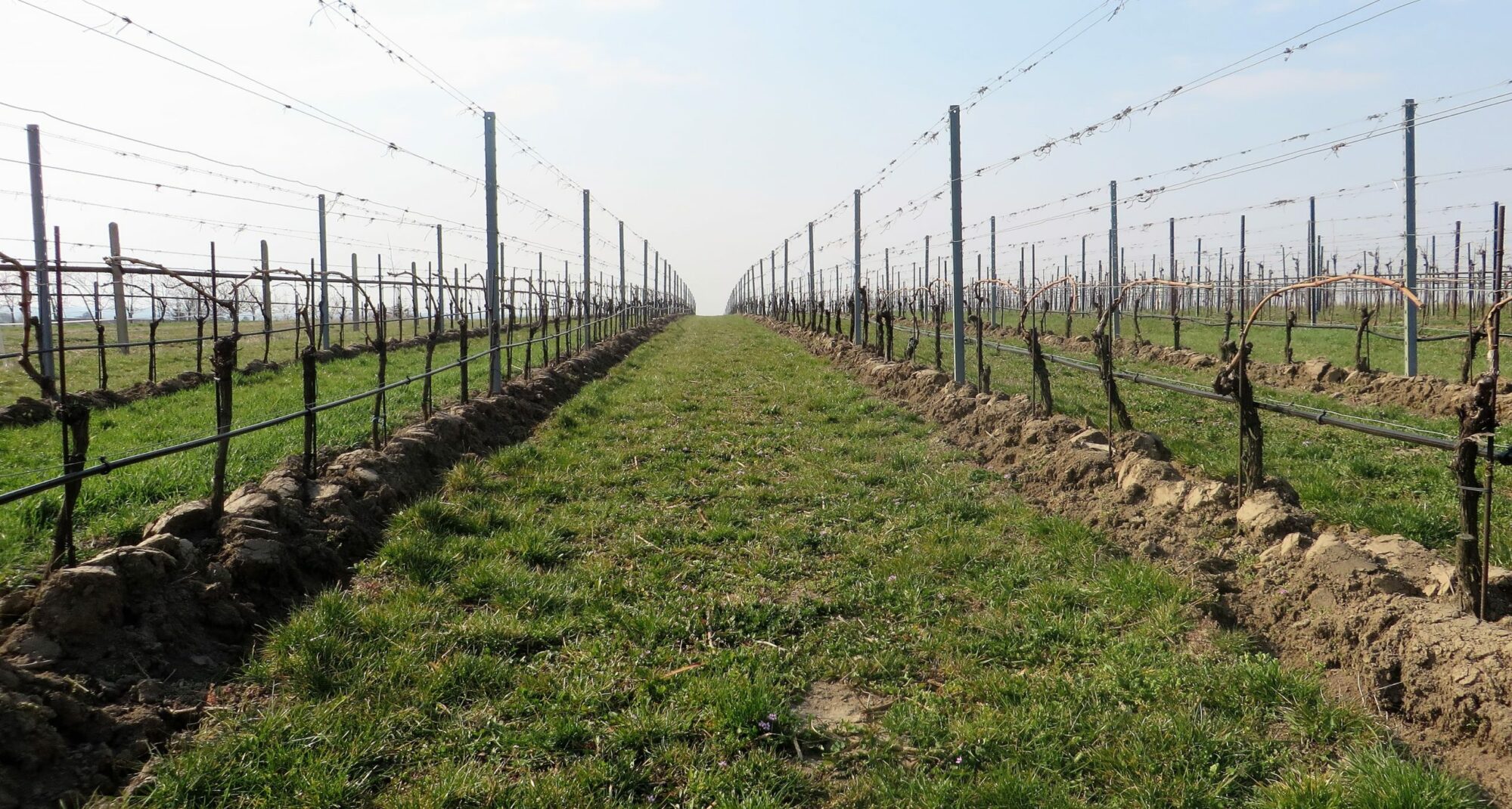 Weingut Hochmeister; Ried Holzberg im Frühling