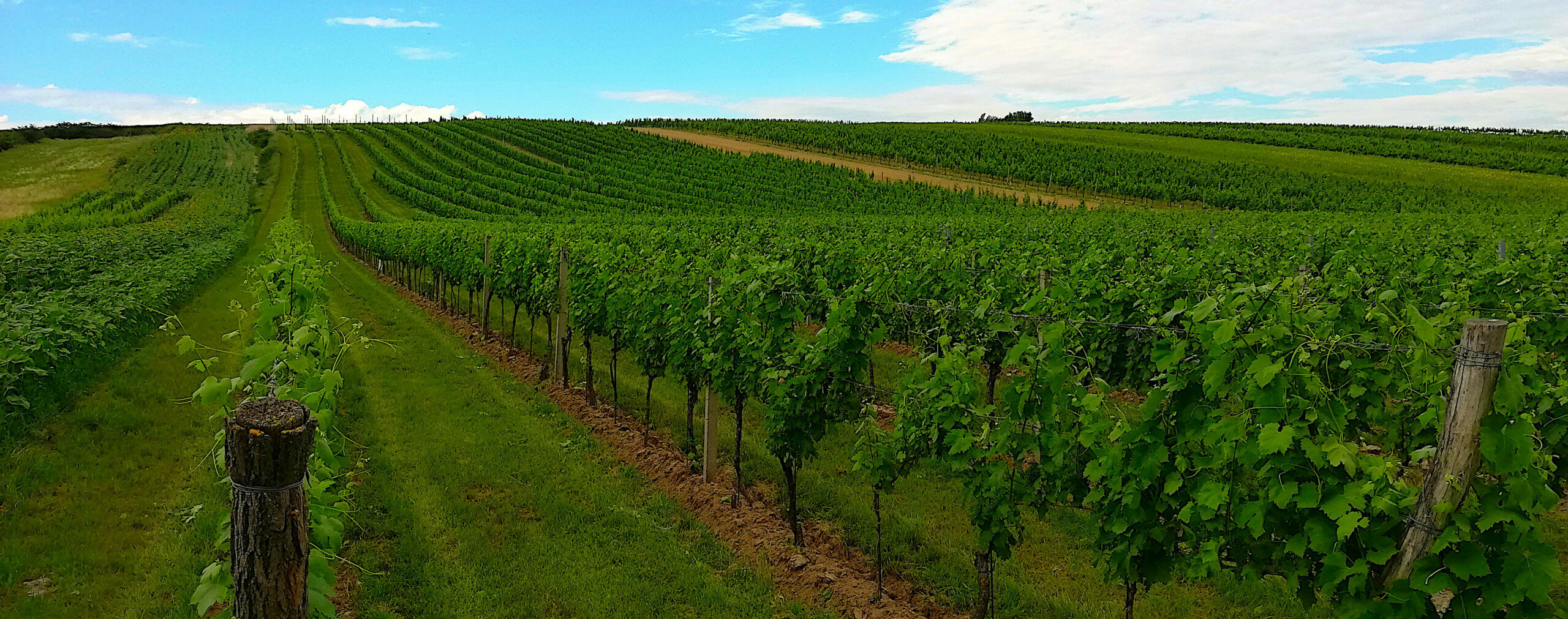 Weingut Hochmeister; Ried Holzberg im Frühling