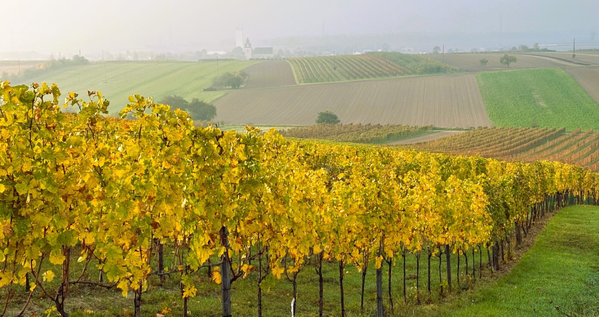 Weingut Hochmeister; Ried Holzberg im Frühling